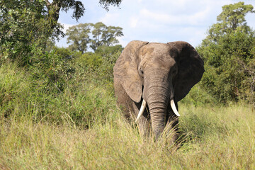 Obraz premium Afrikanischer Elefant / African elephant / Loxodonta africana