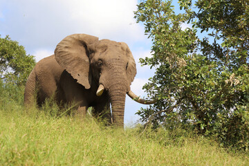 Afrikanischer Elefant / African elephant / Loxodonta africana..