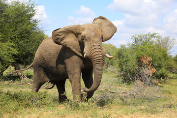 Afrikanischer Elefant / African elephant / Loxodonta africana..