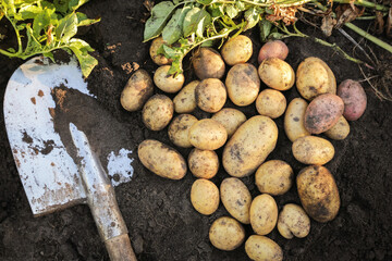 Organic potato harvest close up, top view. Bunch of freshly harvested dirty eco bio potato with...