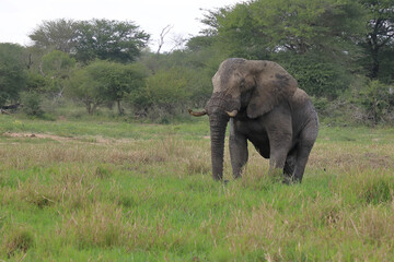 Afrikanischer Elefant im Schlamm / African elephant in the mud / Loxodonta africana
