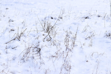 Clean snow in the forest. Dry grass sticks out from under the snow. Winter background. Natural clean snow. Nature background