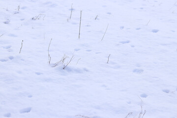 Clean snow in the forest. Dry grass sticks out from under the snow. Winter background. Natural clean snow. Nature background