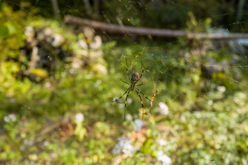 The spider in Ryujin in Asia, Japan, Kansai, Ryujin, in summer, on a sunny day.