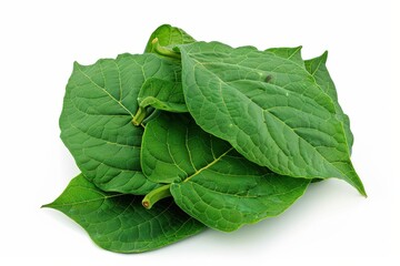 Obraz premium Freshly harvested green leaves arranged beautifully against a bright, clean background isolated on transparent background