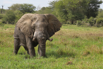 Fototapeta premium Afrikanischer Elefant im Schlamm / African elephant in the mud / Loxodonta africana