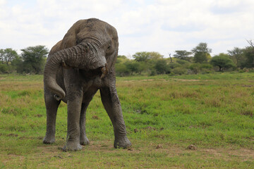 Afrikanischer Elefant / African elephant / Loxodonta africana..