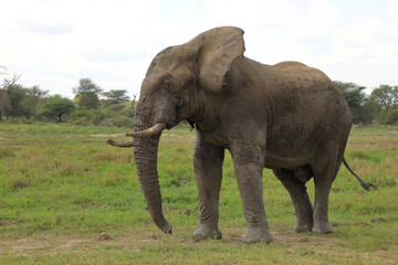 Fototapeta premium Afrikanischer Elefant / African elephant / Loxodonta africana