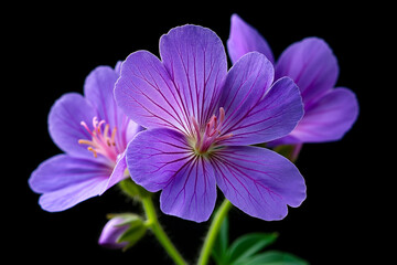 A close up of a purple flower on a black background