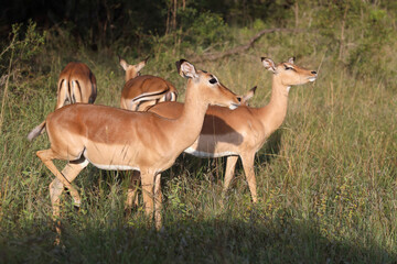 Schwarzfersenantilope / Impala / Aepyceros melampus