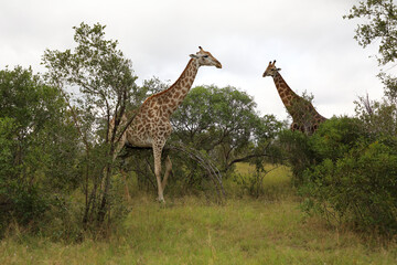 Giraffe / Giraffe / Giraffa camelopardalis