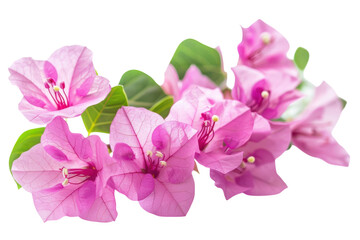 Delicate bougainvillea blooms showcasing vibrant pink hues against a bright white backdrop isolated on transparent background