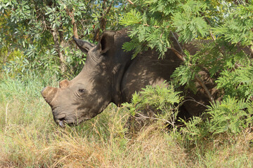 Breitmaulnashorn / Square-lipped rhinoceros / Ceratotherium simum.