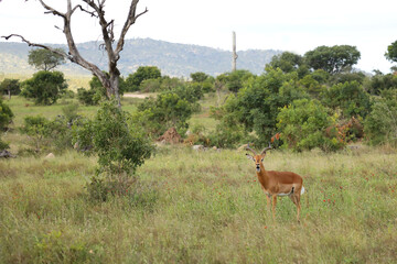 Schwarzfersenantilope / Impala / Aepyceros melampus