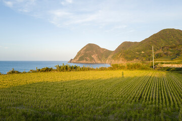 The coast with rice fields and mountains in Asia, Japan, Kansai, Kinosaki, in summer, on a sunny...