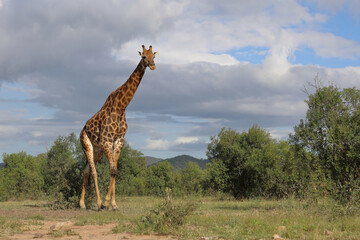Giraffe / Giraffe / Giraffa camelopardalis
