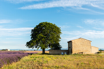 Lavender and wheat field with tree