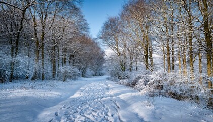 looking along a snow covered trail through woodland in sussex on a january morning