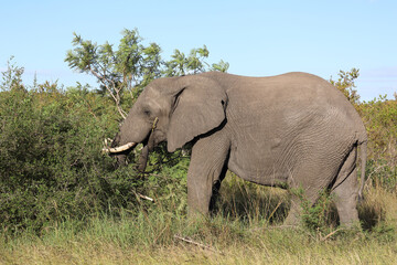 Fototapeta premium Afrikanischer Elefant / African elephant / Loxodonta africana