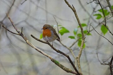 Fototapeta premium Robin on a branch among trees and bushes in a forest