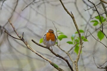 Robin on a branch among trees and bushes in a forest