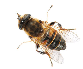 Horse flies insect isolated on white