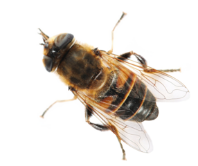 Horse flies insect isolated on white