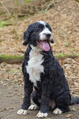 Adult black and white adorable Bernedoodle large mixed breed Good dog Sitting outdoors forest. 