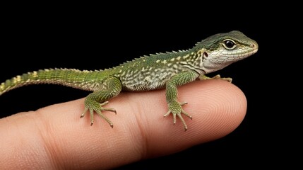 Fototapeta premium Green lizard on the finger, high-resolution stock photography, high-definition realistic photography, highly detailed 