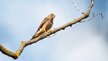 bird of prey