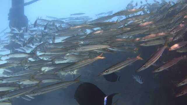 School of yellowtail barracudas (Sphyraena flavicauda), Red Sea. 4K stock video footage