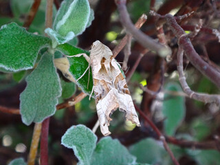 Angle shades moth (Phlogophora meticulosa) resting on a rockrose plant