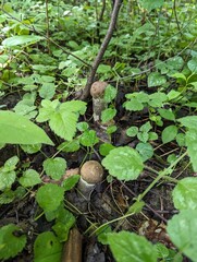 Leccinum duriusculum mushrooms among forest vegetation after rain