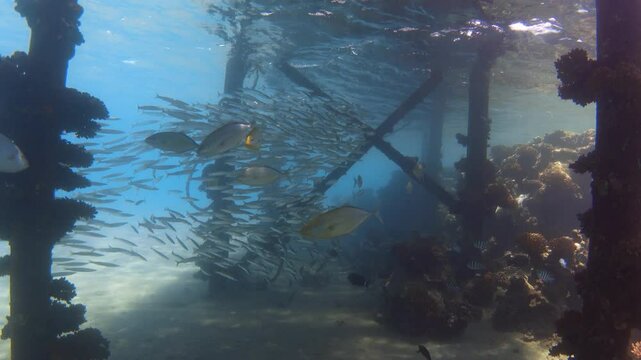 Video of orangespotted trevally prey on a school of yellowtail barracudas, Red Sea