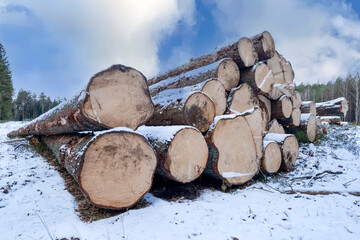 Logs of wood stored by the road in the forest. Season: winter.