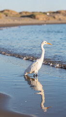 Fototapeta premium Graceful egret wading in coastal estuary at sunrise, nature’s beauty