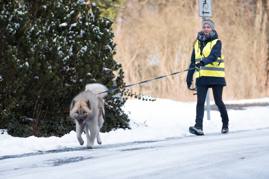 Eurasier arbeitet im Winter als Rettungshund im Mantrailing