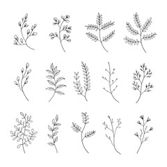 A collection of fine line botanical sketches featuring different plant species. Perfect for minimalist designs, patterns, and nature-inspired projects.