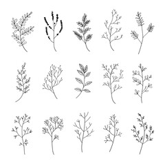 A collection of minimalist botanical line drawings featuring delicate leaves and floral elements. Perfect for logos, branding, and wedding invitations.