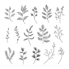 A refined collection of hand-drawn botanical elements, including leaves and small branches. Ideal for branding, packaging, wedding invitations, and elegant compositions.