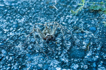 The spider on the Kumano Kodo in Asia, Japan, Kansai, Kumano Kodo, in summer, on a sunny day.