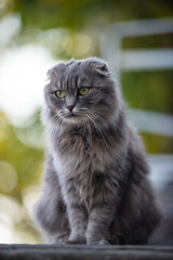A beautiful and graceful portrait of a gray cat, showcasing its charming beauty and elegance