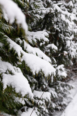 Christmas. Snow-covered branches of the Christmas tree. Snowy winter