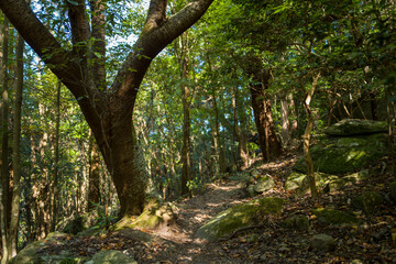 Obraz premium The hiking trail in the forest on the Kumano Kodo in Asia, Japan, Kansai, Kumano Kodo, in summer, on a sunny day.