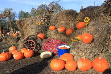 Pumpkin farm © Wiktoria