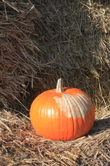 Pumpkin farm © Wiktoria