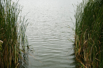 Scenic Lakeside View with Lush Green Reeds and Calm Water on a Cloudy Day