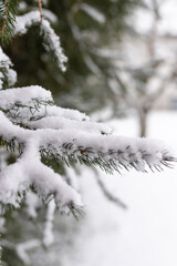 Christmas. Snow-covered branches of the Christmas tree. Snowy winter