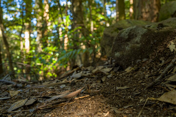 The insect on the path of the Kumano Kodo in Asia, Japan, Kansai, Kumano Kodo, in summer, on a sunny day.