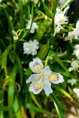 Delicate fringed iris flower with white petals and intricate blue and yellow markings, blooming...